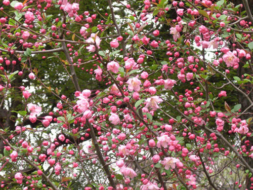 laalupholstery's profile picture. Small upholstery & soft furnishings workshop in the Lake District, UK 🇬🇧 イギリスの湖水地方にある小さな椅子張り工房です。