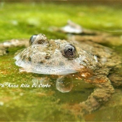 #herpetology, #mammalogy, #odonatology, #conservationbiology, #ecology, #ethology, #habitatmanagement, #animalpathology, #zoonosis, #environmentalcommunication