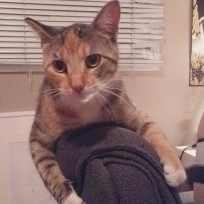 myjokesaregood's profile picture. She/her/fuck off