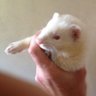 Leonhowaru's profile picture. 