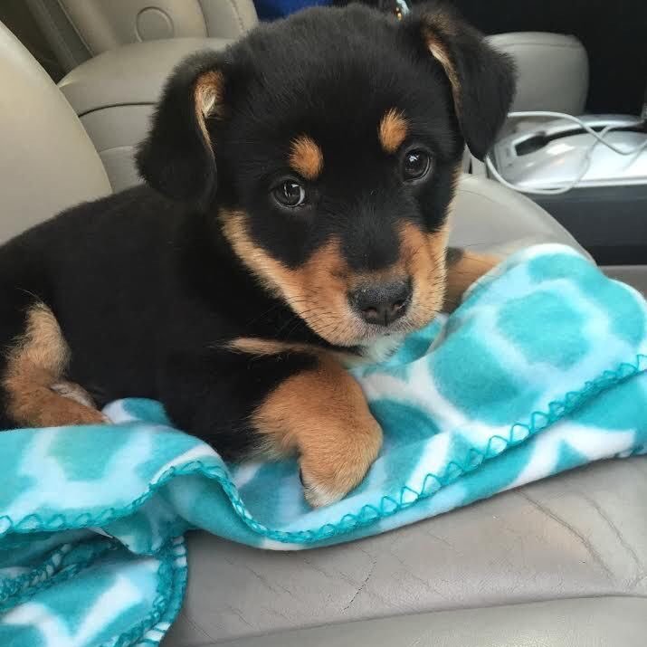 We sell puppies! Dm us a description of your preferred puppy, or let us know which puppy you would like from our tweets! Very low prices!!