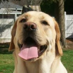 doglover0011's profile picture. I love dog, I always  alert dogs health. and I am professional dogs food trainer.