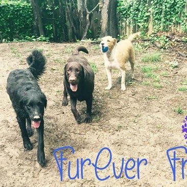 We are DC's FurEver Friends. Ask about   Sleepovers- Daycare- Walks- Play dates- Transport & much more! 💜💙💜