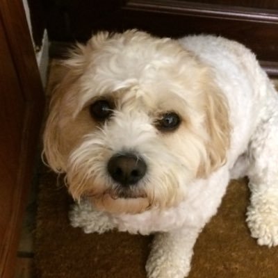 TheHumanPro23's profile picture. 21
#pufc
18/92