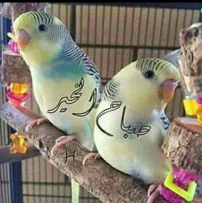 d9xUDplPVEPCoUX's profile picture. أحب التعارف والصداقة