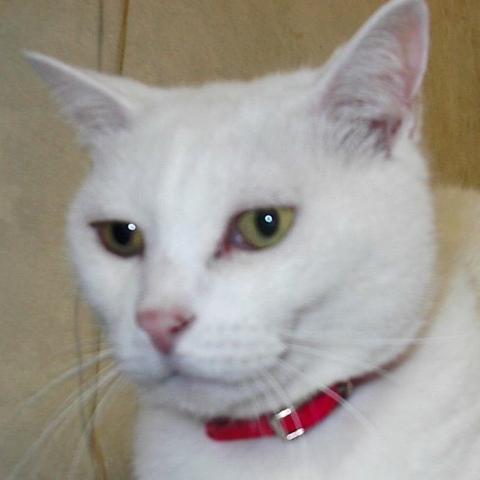 ryutinLosingo's profile picture. 酒、ラーメン、ジョグ、スキー、日々くだらないツイートですがお付き合いいただきありがとうございます