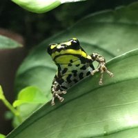 カエル育成堂 (@kaeruikuseidou) 's Twitter Profile Photo