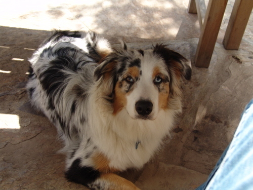 pfleming's profile picture. I am have been CEO of a healthcare company, lawyer and prosecutor with a young daughter, an autistic son and a fabulous wife.