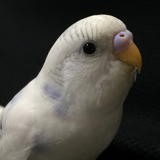 aucubajaponica's profile picture. ガンバ大阪サポです。ガンバさんが勝つと機嫌がいいです。PCやガジェットが主な趣味です。MacもWinも節操なく使ってます😁