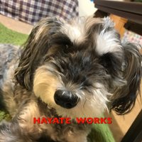 HAYATE WORKS (@hayateworks2012) 's Twitter Profile