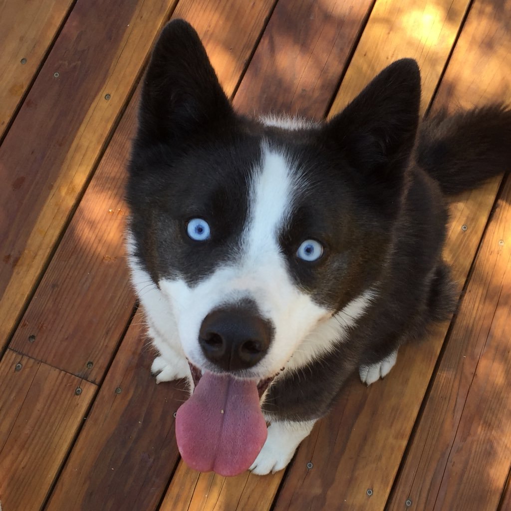 rondoism's profile picture. My convention and travel twitter