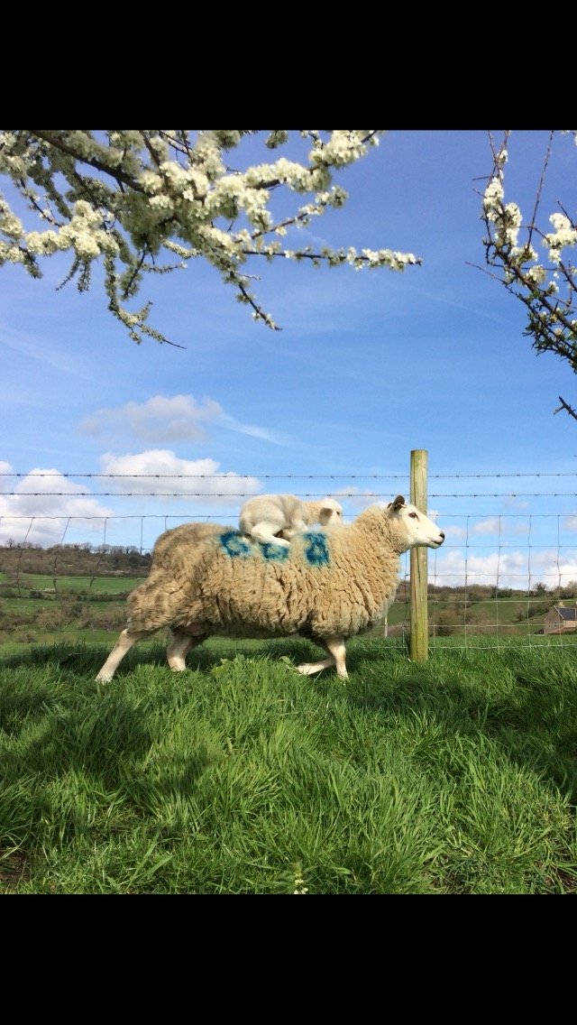 Lleyn Sheep breeder - nerdy about performance recording and selecting for worm resistance.