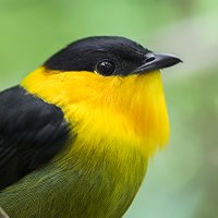 Fuxjager Lab (@fuxjagerlab) 's Twitter Profile