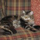 Cary Bonner - @PlaidChick - Twitter