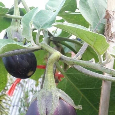 mklis's profile picture. I love Allah