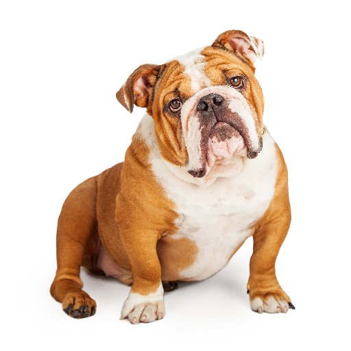 theGBbulldog Profile Picture