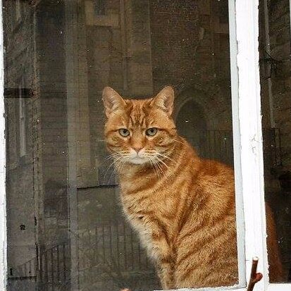 Official page of Badger the Cat. Previously of @BDCH & @wabbey I now live in the Deanery of 'the best Cathedral on planet earth' aka Durham. Opinions my own