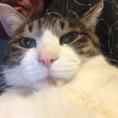 TomNekosisyo's profile picture. あんちゅちゅじゅうまんてん

#それ行けモスラと愉快な仲間たち