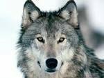 20 yo. By night I'm the TRUE king of the road! By day I'm the alpha wolf of my pack! My sexy child: @xXDante73X I'm bi. I prefer to top. I'm single and looking.