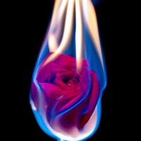 Rosa de Foc (@rosa_de_foc) 's Twitter Profile Photo Rosa de Foc (@rosa_de_foc) 's Twitter Profile Photo