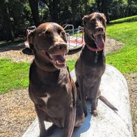 Lucy and Harvey(@BrownDogINC) 's Twitter Profile Photo
