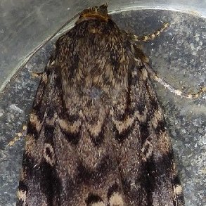 County Moth Recorder for East Gloucestershire, VC33