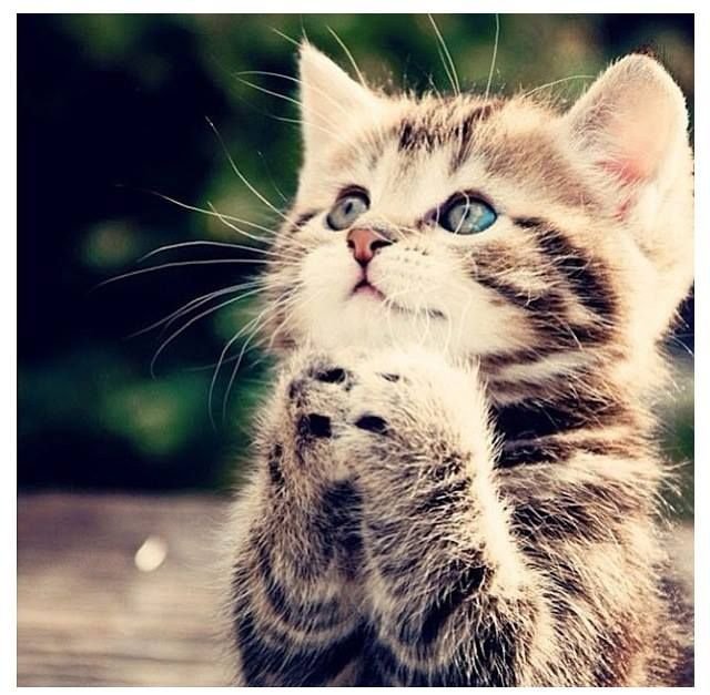 mollycat2468016's profile picture. Just a huge Black Butler Fan and other Animes of course, and Dreaming of being a Broadway Legend!!

Also i LOVE cats and New York and Gold and Chocolate!!