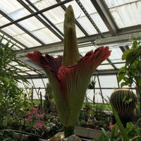 UMass Plant Biology(@UMass_PlantBio) 's Twitter Profile Photo