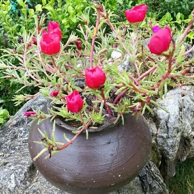 cellocello5353's profile picture. 동물. 꽃. 좋은글. 맛 집 좋아요  함께 공유해요~^^(맛팔100%)