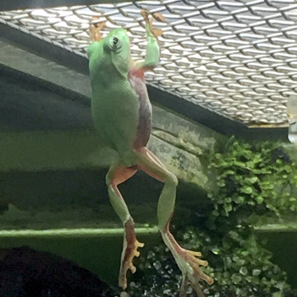 むらお ルリーと普通のミナミヌマエビ混ぜて入れてるから変わり種も産まれる この子は赤茶色の体で目が黄色のウルトラマンエビ ミナミヌマエビ ルリーシュリンプ 交雑種 エビトラマン アクアリウム