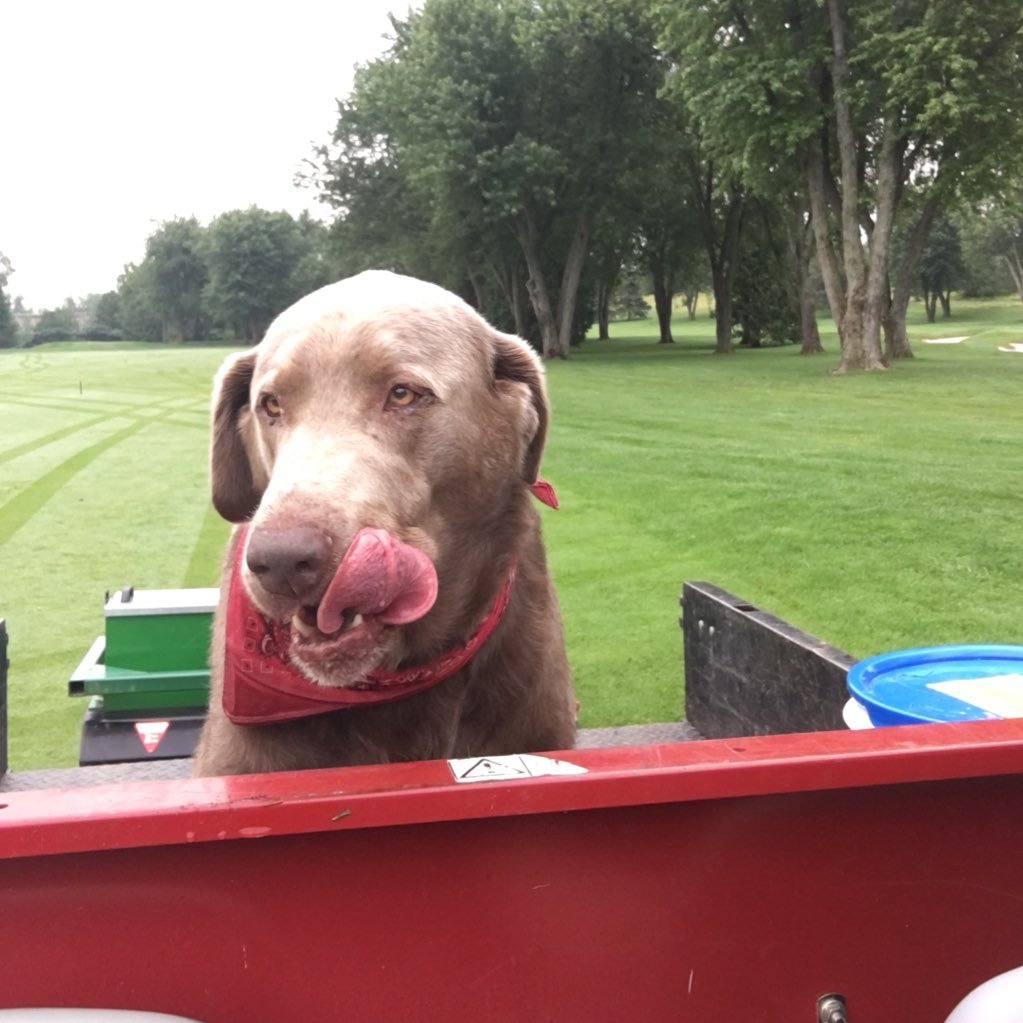 Husband and father of three crazy kids, Assistant Superintendent at Whitevale Golf Club