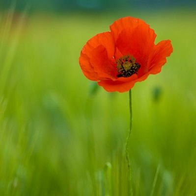 sansan8313's profile picture. Liberté Égalité Fraternité