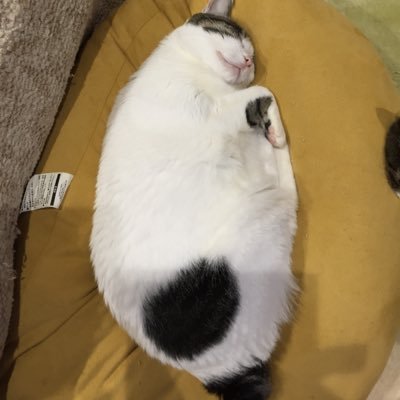 yayoisamasama's profile picture. 我が家の可愛い猫4匹に癒されながら暮らしています。（15歳さつき♀、14歳やよい♀腎臓病ステージ2、14歳すもも♀腎臓病ステージ3、10歳こむぎ♂）ミステリ大好きでホラー映画も大好き(^o^)