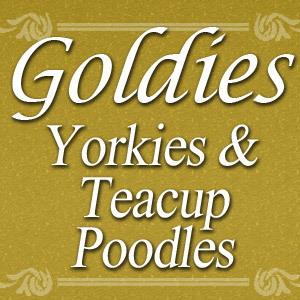 goldies yorkies goldies yorkies goldiesyorkies goldies yorkies goldies yorkies goldiesyorkies