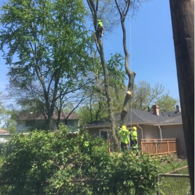 We are a family owned and operated tree care company.