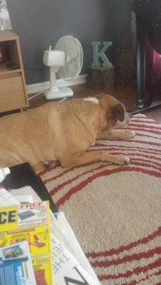 nickelspickles1's profile picture. Turd sandwich