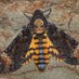 Cool Moth Of The Day on hiatus (@dailycoolmoth) Twitter profile photo Cool Moth Of The Day on hiatus (@dailycoolmoth) Twitter profile photo