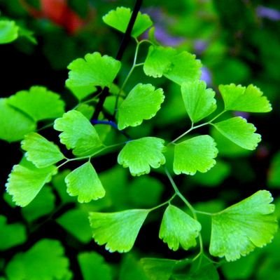 JoannaHuang88's profile picture. 