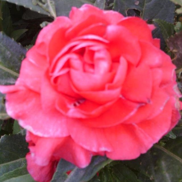 capt_huo's profile picture. Whatapp: +1 (765) 942-1278