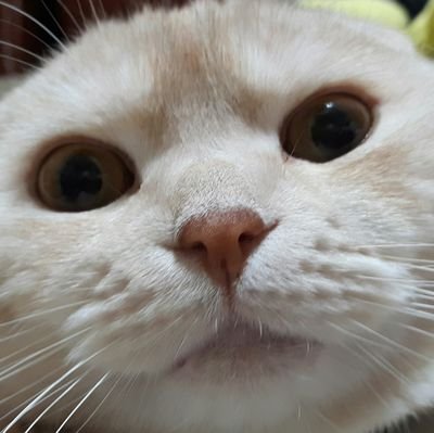 ゆるいバンギャだけどSnowMan沼に浸かりつつあります☃️🩷