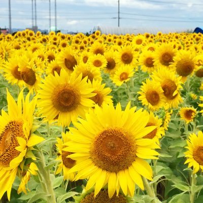 令和４年５月何かいつもと違うシコリに気付く。近くのクリニックへ行き、紹介状持って総合病院へ 生検結果右乳がん トリネガと診断 2歳に娘、夫と生活中 ３８歳 記録用