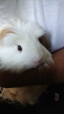 priusphv_zvw35's profile picture. 