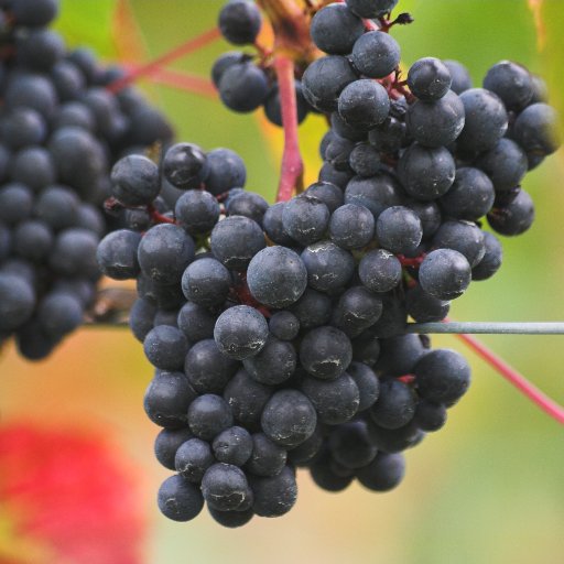 Boutique vineyard on southern edge of Guildford, Surrey. South facing chalk slope with red and white grapes producing award winning Sparkling Rose Wines.