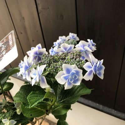 capjulia's profile picture. 