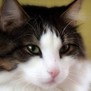 Dennis Wills - @free2flie - Twitter