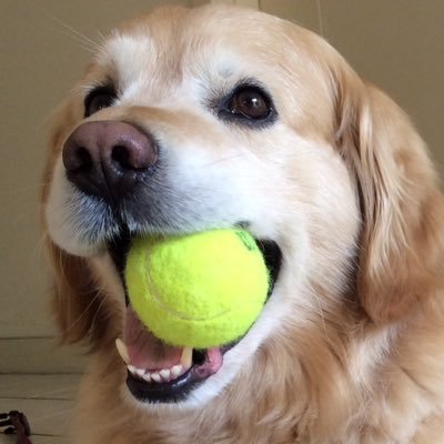 BeartheGolden Profile Picture