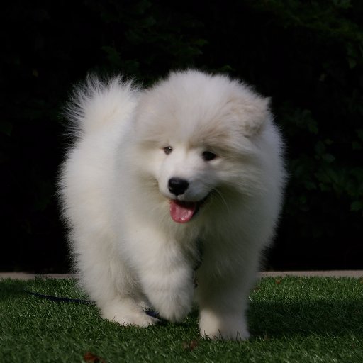 ryderthesamoyed Profile Picture