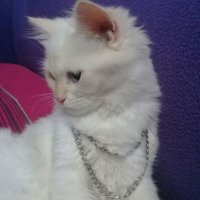 بشيرالثورة (@eciynqqljevbwhd) Twitter profile photo
