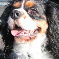 Cosmopolitan🌈, Brandi and family (@cavaliercosmo) 's Twitter Profile Photo Cosmopolitan🌈, Brandi and family (@cavaliercosmo) 's Twitter Profile Photo