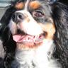 CavalierCosmo's profile picture. In honor of Cavalier King Charles Spaniel Cosmo🌈, sis Brandi, his family, 💖 of people, toys, fetch, chasing wildlife, walks, ice cubes & power naps ✨Welcome